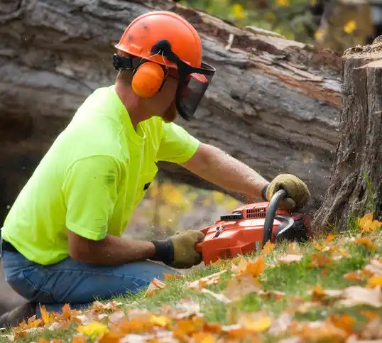 tree services Elma Center